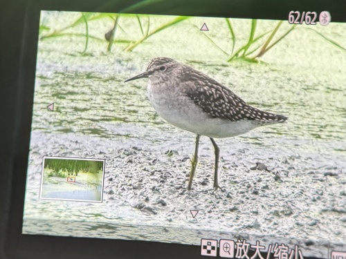 Wood Sandpiper