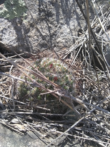 Mammillaria erythrosperma