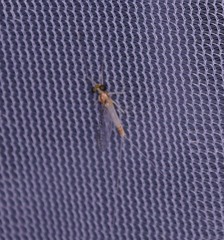 Leucrocuta maculipennis