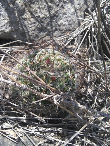 Mammillaria erythrosperma