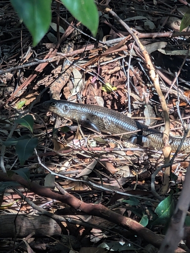 Land Mullet