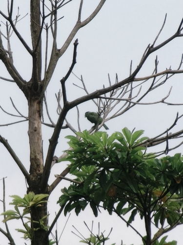 Blue-throated Barbet