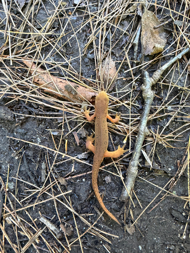 Eastern Newt
