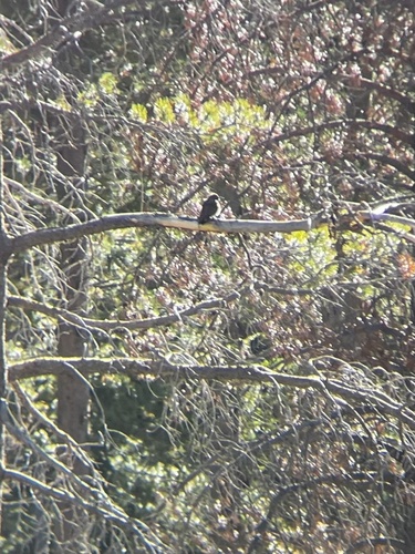 iNaturalist observation photo of Northern Flicker