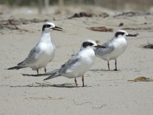 iNaturalist observation photo of Forster's Tern