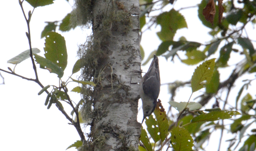 White-breasted Nuthatch