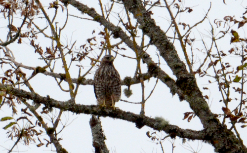 Red-shouldered Hawk