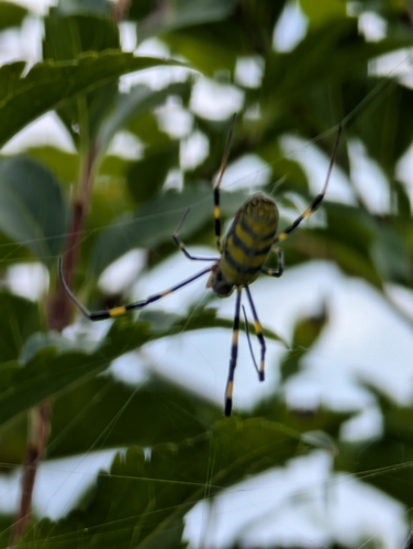 Joro Spider