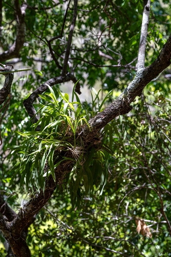 Prosthechea ochracea, photograph 1