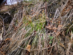 Carex longirostrata