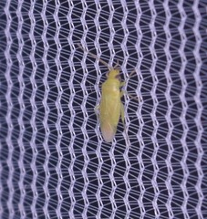 Orthotylus