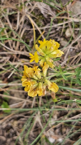 sickle alfalfa