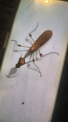 Wandering Violin Mantis