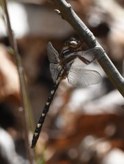 Cordulegaster bilineata