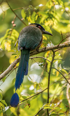 Momotus aequatorialis