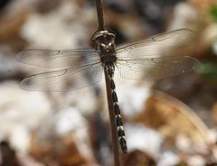 Cordulegaster bilineata
