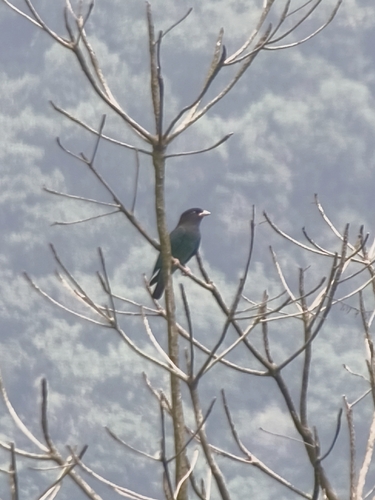 Dollarbird
