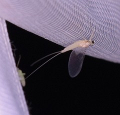 Leucrocuta maculipennis