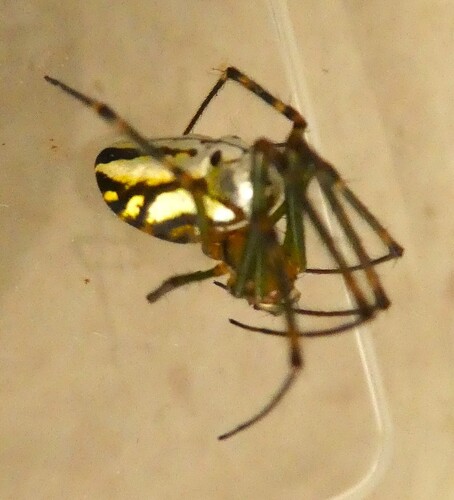 Silver Orb Spider