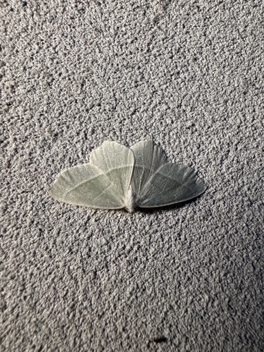 Light Emerald