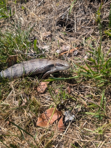 Common Bluetongue