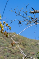 Tillandsia caput-medusae, photograph (c) José Javier Barrios Flores, some rights reserved (CC BY)