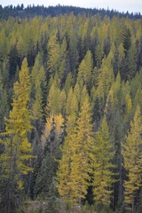 Larix occidentalis