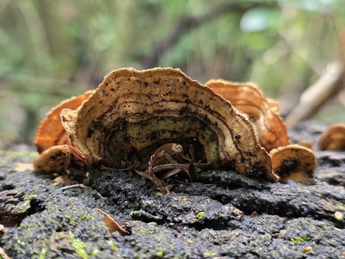False Turkey-Tail