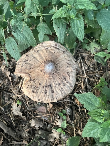 Parasol