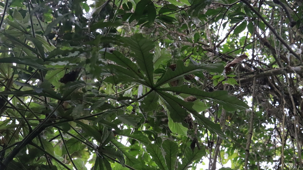 Cecropia litoralis; photograph (c) Raúl A. Ruiz M., some rights reserved (CC BY)