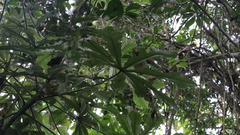 Cecropia litoralis