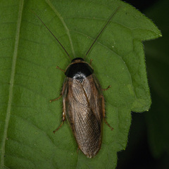 Pycnoscelus indicus
