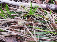 Carex longirostrata