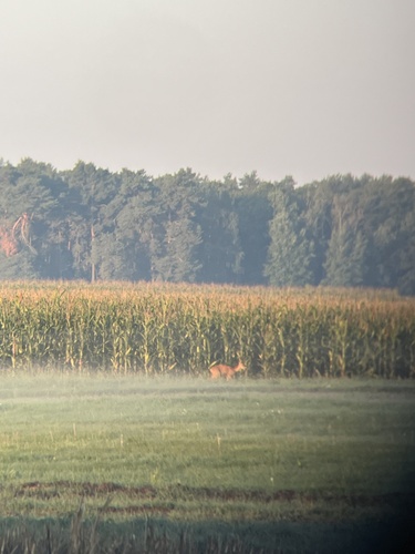 Western Roe Deer