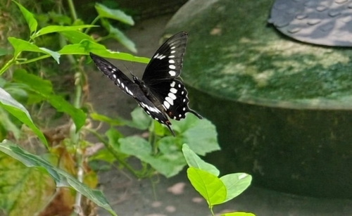 Common Mormon Swallowtail