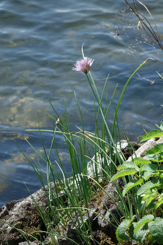 Allium altyncolicum