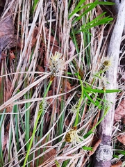 Carex longirostrata