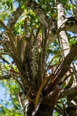 Billbergia pallidiflora, photograph (c) José Javier Barrios Flores, some rights reserved (CC BY)