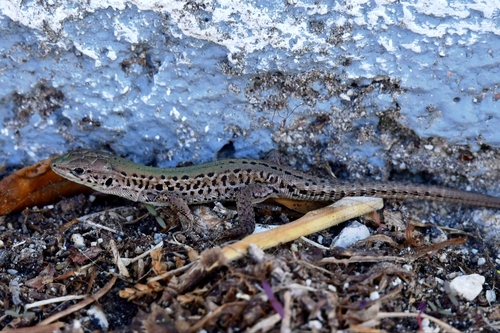 Ionian Wall Lizard, Melitsa, Sidari 490 81, Grecja, photo 10 of 10