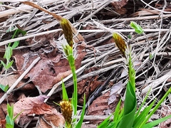 Carex longirostrata