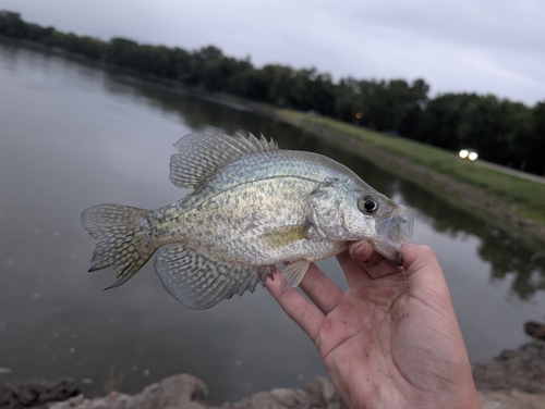 Black Crappie