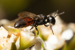 Hylaeus littleri