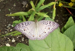 Junonia atlites