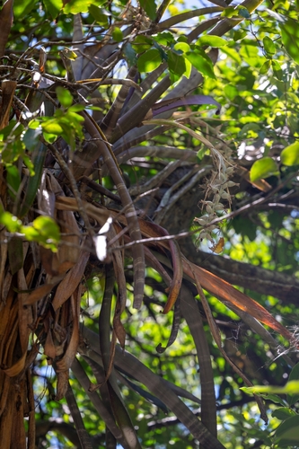 Billbergia pallidiflora