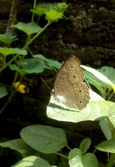 Junonia atlites