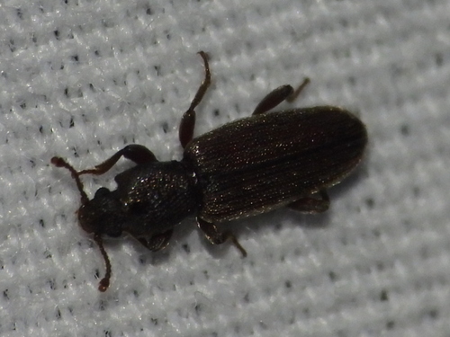 Bothrideres geminatus photo 3