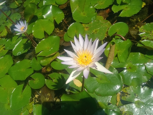 Nymphaea daubenyana observed 2026-09-19