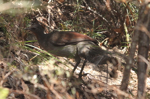 Menura novaehollandiae
