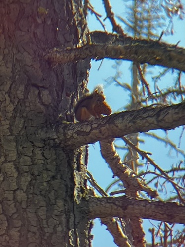 iNaturalist observation photo of Douglas's Squirrel