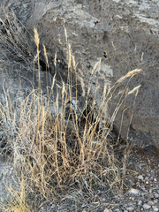 Bromus rubens, photograph (c) CK2AZ, some rights reserved (CC BY)